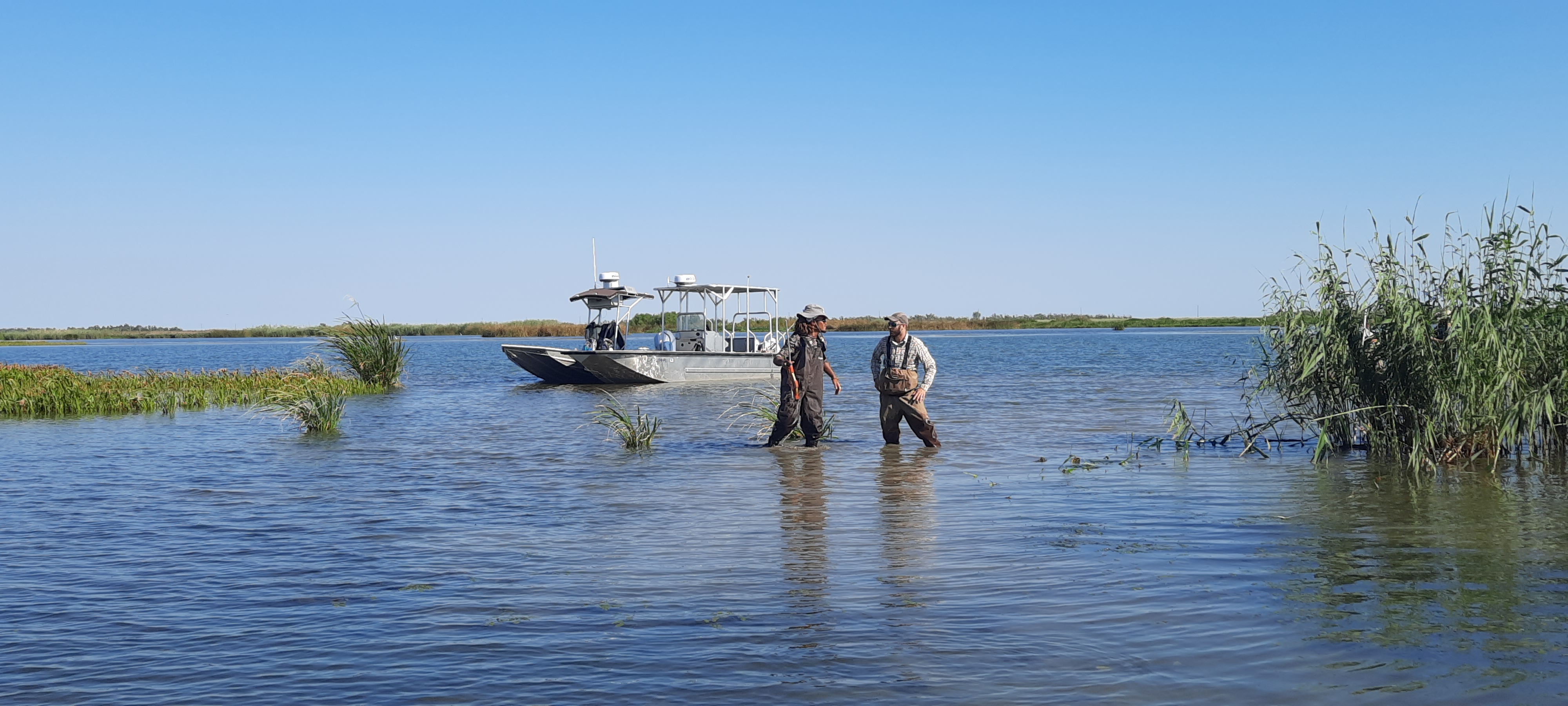 Surveys Reveal the Expansion of Roseau Cane Scale Along Gulf Coast 